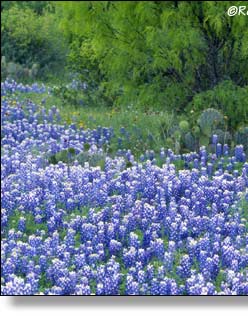 Texas Tapestry