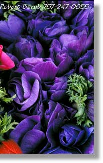 Anemones