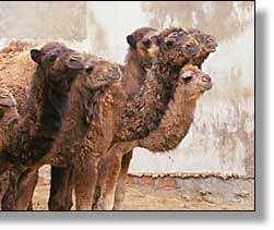 Camel Market