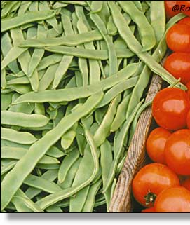 Fresh Tomatoes