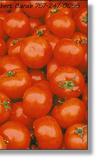 Fresh Tomatoes